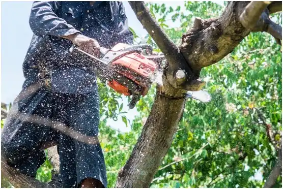 tree services Edinburg